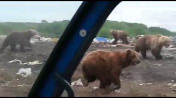 Медведь попытался залезть в дом через окно