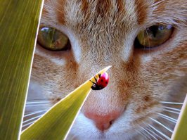 А коты не так просты