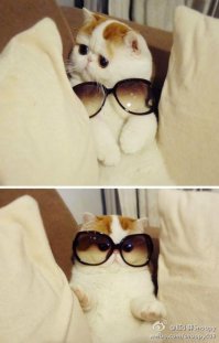 А коты не так просты
