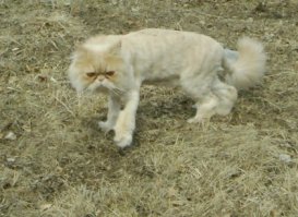 Моя дочь побрила кота с длинной густой шерстью,  все вещи в доме были в шерсти.  Должен был родиться малыш--пытались спастись от волос. Ничего не вышло, пришлось подарить кота соседям.