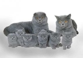 А коты не так просты