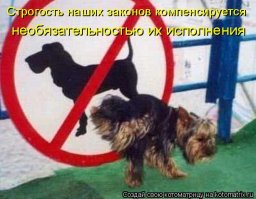 Спасение животных! В квартирах введут регламент на содержание домашних питомцев