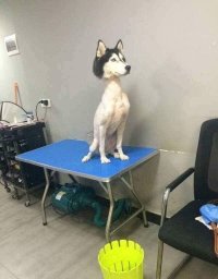 Никогда не стригите хаски