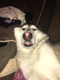 это не овчарка а маламут !