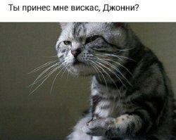 Мир - моя сцена: драматические актеры из мира животных