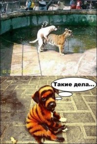 Подборка прикольных картинок из паутины