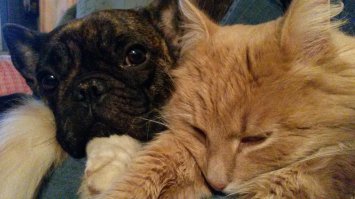 Зверьё моё...)