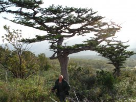 Побиты ветрами деревья