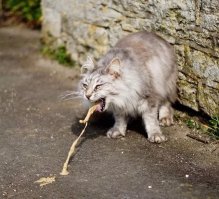 WTF - ЭРОТИЧЕСКИЙ