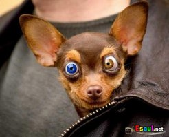 Самые смешные собаки