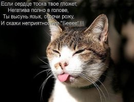 Яркие эмоции наших питомцев. наблюдать за ними — одно удовольствие!