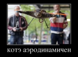 А коты не так просты