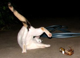 А коты не так просты