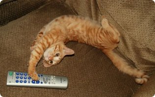 А коты не так просты