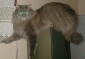 А коты не так просты
