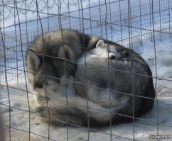 Самые смешные собаки