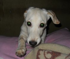 Вечная история. Я был не против собаки, но с условием что по утрам и на ночь с ней не гуляю. Угадайте с одного раза, кто выходит каждое утро и вечер?
Вот такое вижу по утрам и вечерам.