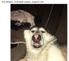 Эта овчарка не сторож, эта овчарка - лайка.