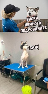 Как выглядит побритый наголо хаски