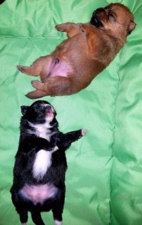 Вот такие жиробасики 2х недель от роду. Родители породы шпиц - померанец.