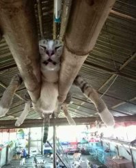 А коты не так просты