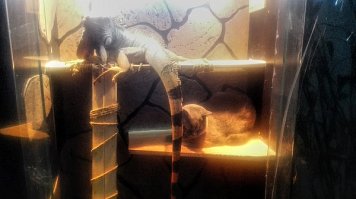 Господи!!! Ну сколько же этой бредовой байке лет, и многие верят в эту ахинею! Игуана это растительноядная ящерица! Какой-то фантазёр видимо насмотрелся передач про комодских варанов, вот те да, примерно так могут охотится за крупной добычей. Но игауна - кушает травку зелёную, овощи фрукты.... И игуан дома держат в террариумах, они не ползают по квартире круглые сутки, им нужен ультрафиолет, большую часть времени они греются под специальным освещением (это в домашних условиях)...Иногда даже с котом... 

У меня дома две игуаны и когда эта байка в очередной раз всплывает в инете - меня раздирает дикий ржач.;)
Но укусить могут особенно во время гона... Зубы у них как бритвы, надо просто сразу укус обработать перекесью... Хотя у меня зять сдуру заполучил такой укус, что пришлось в травмпункт ехать. Но это именно сдуру и по собственной глупости.