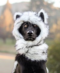 сфоткай типа медведь :)