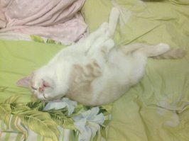 Да нет,нормально всё с котом.У меня мелким был,тоже так же спал.В любых позах и бспробудно.