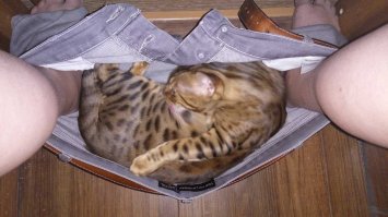 Сижу на толчке приходит это чудо и ......