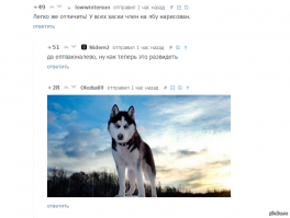 А это точно хаски?)