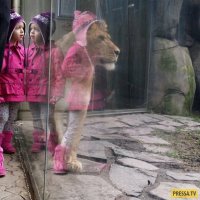 Животные, неожиданно ставшие главными героями снимков