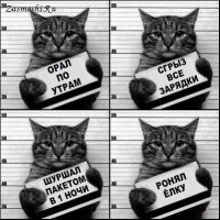 Кошки, которые идут, куда захотят!