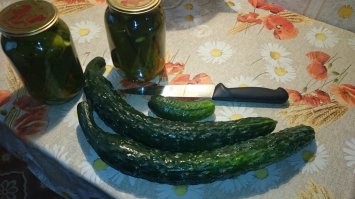 Жена выращивала в теплице - сорт назывался то ли Японский, то ли Китайский - уже не помнит ))) Вполне съедобные и вкусные в салате, главное не перерастить! ( для сравнения на фото обычный огурчик)...