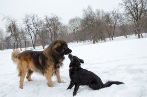 Немножко моей маленькой собачки и младшенькой дюймовочки в компании двух леонбергов)