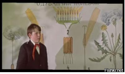 Ералаш 1974-2013. Ералаш полевой. Одуванчик полевой ералаш. Ералаш полевой. Ералаш полевой.