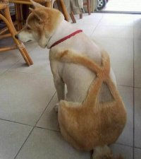 Этому псу хозяин оставил штаны на лямках