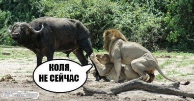 Подборка прикольных картинок из паутины