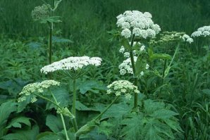 На просторах нашей страны-борщевик.Пыльца, запах и сок травы могут вызвать у человека аллергию с тяжелыми последствиями. Кроме того, способен причинить борщевик ожоги, которые в некоторых случаях заканчиваются летальным исходом. УЖАСТЬ !