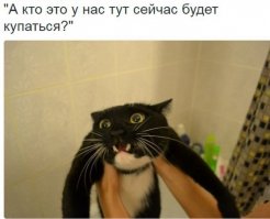 Говорящий кот бьёт тревогу в ванной криком "Я бык!"