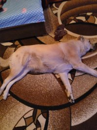 Линда, любит когда целуют в нос и чухают пузо)))