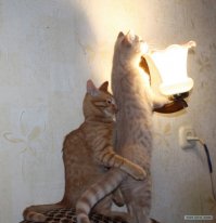 Не всё пошло по плану