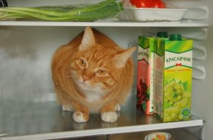 Кошки, которые идут, куда захотят!