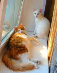 Кошки, которые идут, куда захотят!