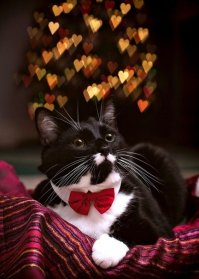 Кошки, которые идут, куда захотят!