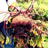 Радиация тут явно не причем. Хорошие семена, хороший уход и хорошая земля. У нас, например, вот такая вот свекла уродилась в прошлом году ))))