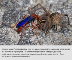 Животные и растения, способных причинить очень сильную боль