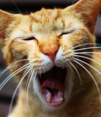 Интересные факты обо всем на свете