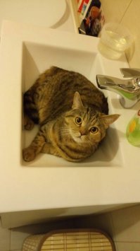 Были в гостях у друзей, заснял их кошару.