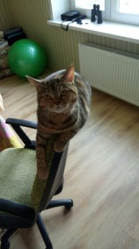 Были в гостях у друзей, заснял их кошару.