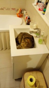 Были в гостях у друзей, заснял их кошару.